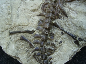 Mesosaurus Skelett