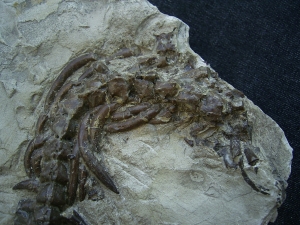 Mesosaurus Skeleton