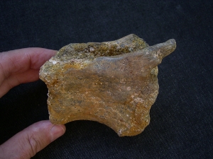 Atlsasaurus vertebra