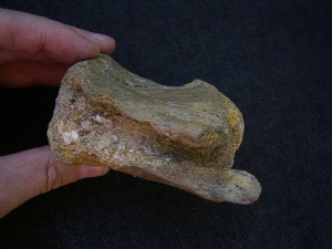 Atlsasaurus vertebra