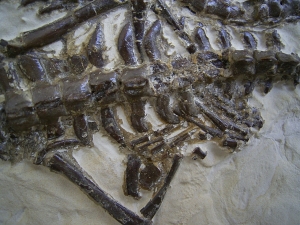 Mesosaurus Skelett #2