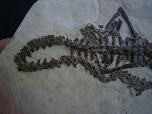 Mesosaurus Skelett #2