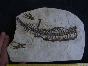 Mesosaurus Skelett #3