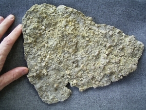 Middle triassic Echinoid fragments