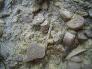 Seeigel-Reste aus dem Muschelkalk