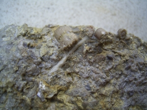 Seeigel-Reste aus dem Muschelkalk