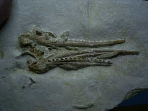 Pleurosaurus Schädel aus Hienheim