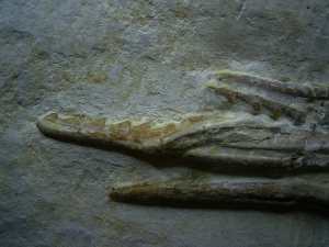 Pleurosaurus Schädel aus Hienheim
