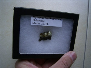 Mylohyus tooth in box