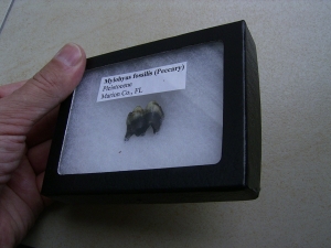 Mylohyus tooth in box