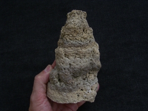 Stromatolithes, oligocene age