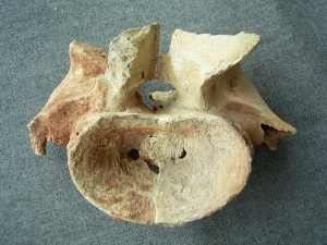 Huge Spinosaur cervical-vertebra