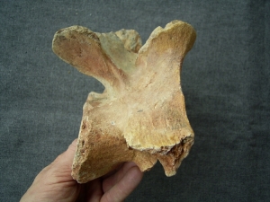 Huge Spinosaur cervical-vertebra