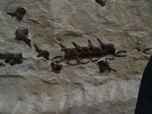 Mesosaurus Wirbelsäule