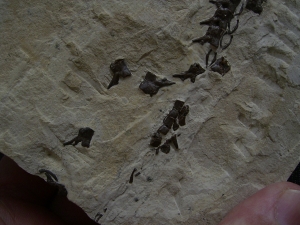 Mesosaurus Wirbelsäule
