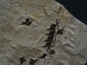 Mesosaur spine