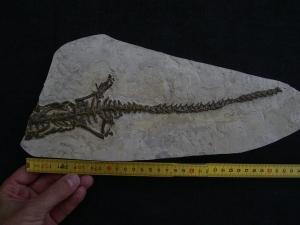 Mesosaurus Skelett #4