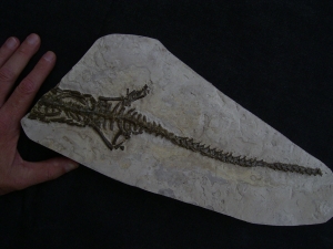 Mesosaur skeleton #4