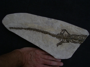 Mesosaurus Skelett #4