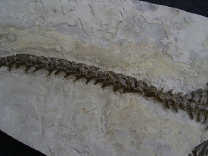 Mesosaur skeleton #4