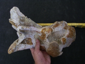 Atlasaur vertebra