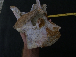 Atlasaur vertebra