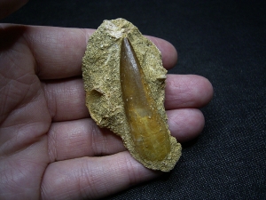 Plesiosaur tooth and more