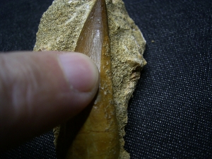 Plesiosaur tooth and more