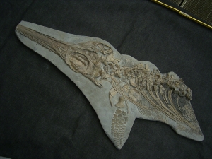 Ichthyosaurus Skelett aus Holzmaden