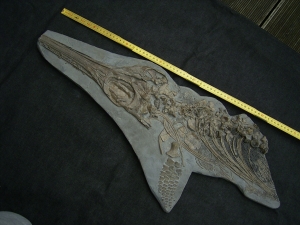 Ichthyosaur skeleton from Holzmaden