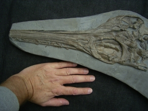 Ichthyosaur skeleton from Holzmaden