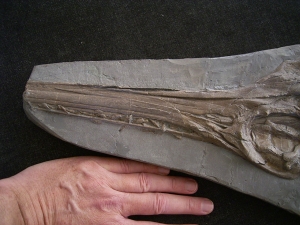Ichthyosaurus Skelett aus Holzmaden