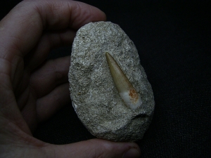 Plesiosaur tooth