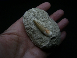 Plesiosaur tooth