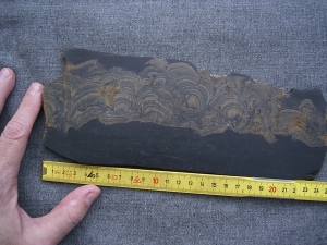 Stromatholithe slab polished