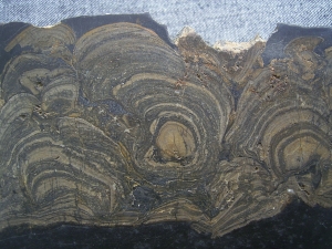 Stromatholithe slab polished