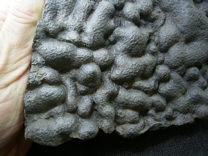 Stromatholitheplatte aus dem Perm der Pfalz