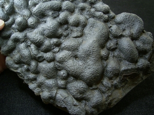 Stromatolithes slab permian age, Germany