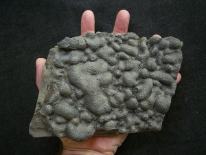 Stromatholitheplatte aus dem Perm der Pfalz