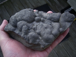 Stromatolites permian age