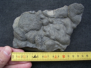 Stromatolites permian age