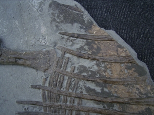Ichthyosaur juvenile, Torso