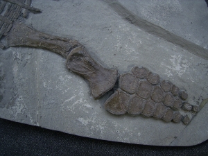 Ichthyosaurus Jungtier Torso
