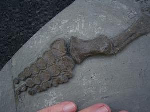 Ichthyosaur juvenile, Torso