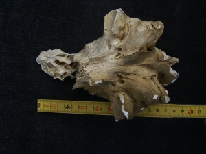 Cave Hyena skull