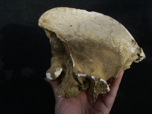 Cave Hyena skull