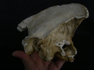 Cave Hyena skull