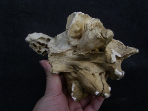 Cave Hyena skull