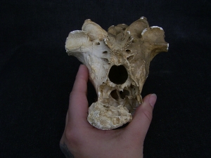 Cave Hyena skull