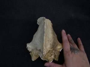 Cave Hyena skull